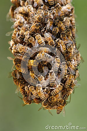 Bees on the wrong track Stock Photo