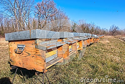 Bees in yellow bee hive on a sunny day. A row of bee hives in a field. Stock Photo