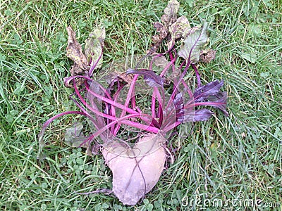 Autumn day. Burgundy stems. Beet in the form of hear on green grass. Stock Photo
