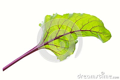 Beet leaves. Beetroot leaves, fresh beet leaf. Stock Photo