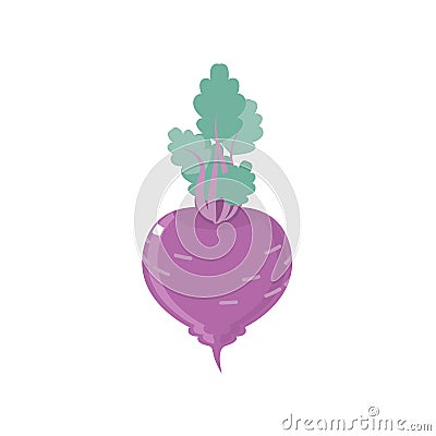 Beet Vector Illustration