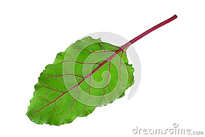 Beet root closeup leaf Stock Photo