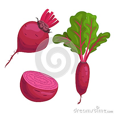 Beet roots set. Whole with green leaves, without leaves and half of beet. Red organic vegetables. Vector illustrations Vector Illustration