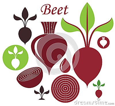 Beet Vector Illustration