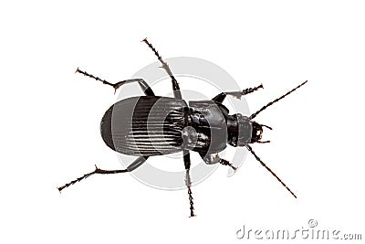 Beetle Abax parallelus on a white background Stock Photo