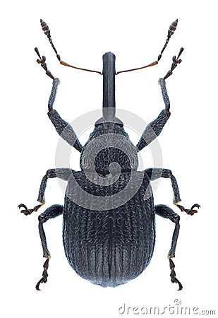 Beetle Anthonomus rubi Stock Photo