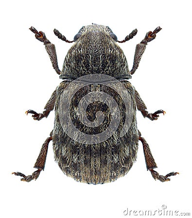 Beetle Anthribus nebulosus Stock Photo