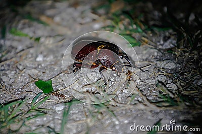 Wildlife: A Beetle is attacked by ants during night in the Northern Jungles of Guatemala Stock Photo