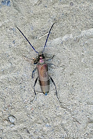 Beetle barbel close up. Insect. arthropod. Blue mustache and legs. Stock Photo