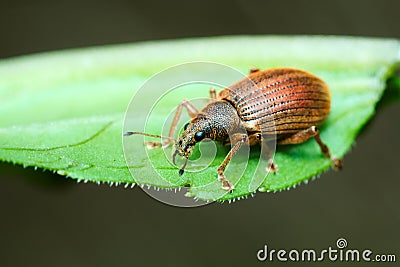 Beetle Broad-nosed weevil (Coleoptera: Curculionoidea) Stock Photo