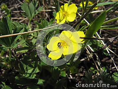 Beetle bronze crawling on a yellow spring flower in the forest on a Sunny day Stock Photo