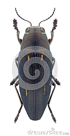 Beetle Buprestis dalmatina Stock Photo