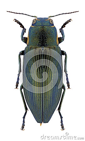 Beetle Buprestis haemorrhoidalis araratica Stock Photo