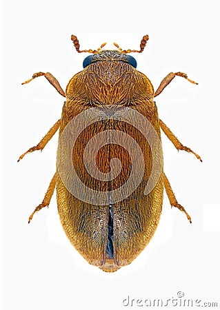Beetle Byturus ochraceus Stock Photo