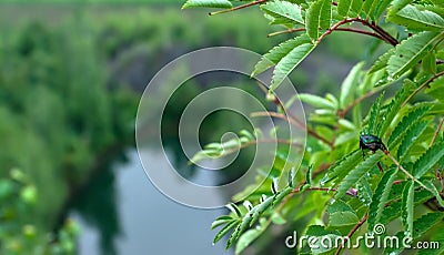 Beetle cetonia aurata sits on a leaf of a tree on top of a mountain Stock Photo