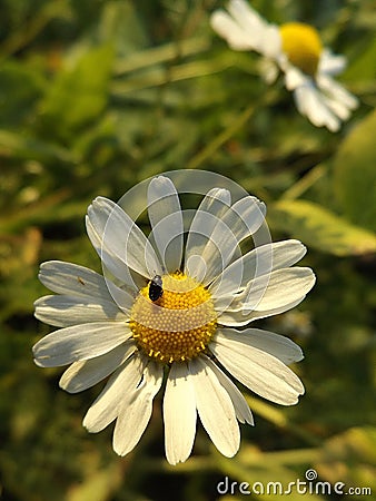 Beetle on chamomile Stock Photo