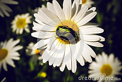 Beetle on chamomile Stock Photo