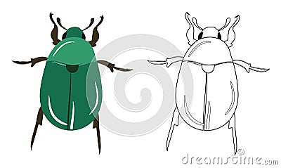 Beetle or Coleoptera Vector Illustration Vector Illustration