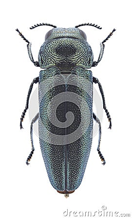 Beetle Coraebus elatus Stock Photo