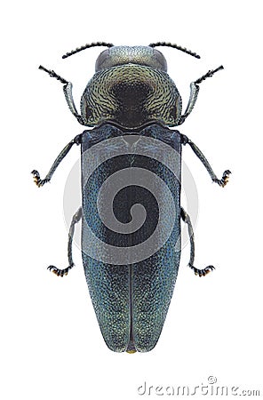 Beetle Coraebus elatus Stock Photo