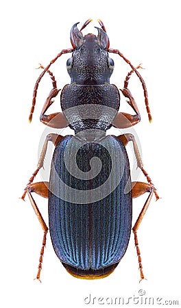 Beetle Cymindis miliaris Stock Photo