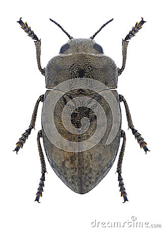 Beetle Cyphosoma euphratica normal Stock Photo