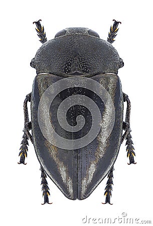 Beetle Cyphosoma tataricum Stock Photo