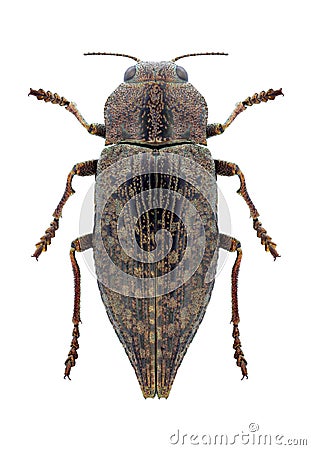 Beetle Dicerca alni Stock Photo