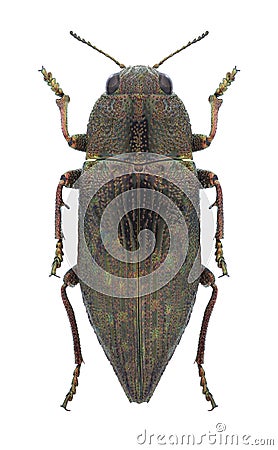 Beetle Dicerca fritillum Stock Photo