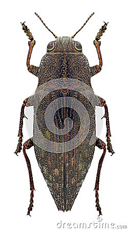 Beetle Dicerca fritillum Stock Photo