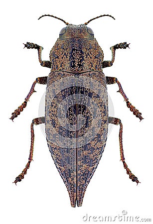 Beetle Dicerca furcata Stock Photo