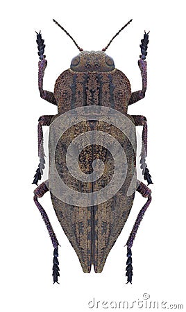 Beetle Dicerca moesta Stock Photo