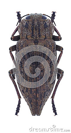 Beetle Dicerca moesta Stock Photo