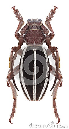 Beetle Dorcadion cyagulatoides Stock Photo
