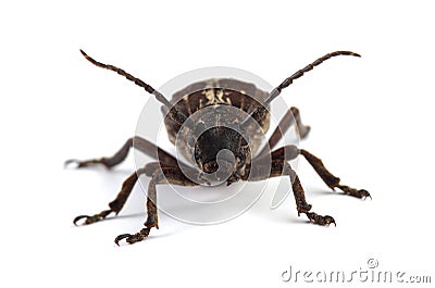 Beetle Dorcadion equestre on white Stock Photo