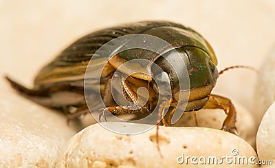 Beetle - Dytiscus marginalis Stock Photo