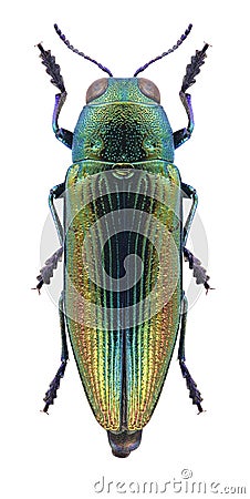 Beetle Eurythyrea aurata Stock Photo