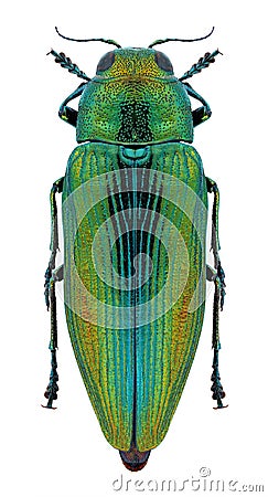 Beetle Eurythyrea aurata Stock Photo