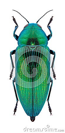 Beetle Eurythyrea quercus Stock Photo