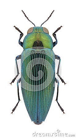 Beetle Eurythyrea quercus Stock Photo