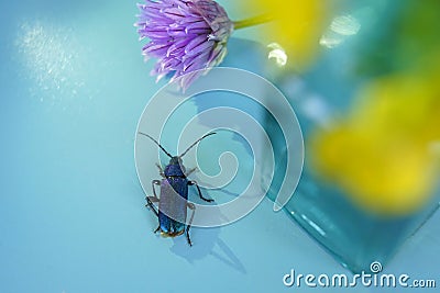 beetle flower blue background blur Stock Photo