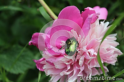 Beetle on a flower. Flowering pink peonies. Garden flowers. Summer flowering. In the garden Stock Photo