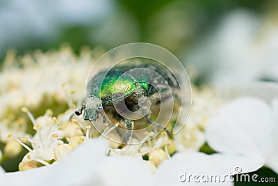 Macro of a bug on a flower Stock Photo