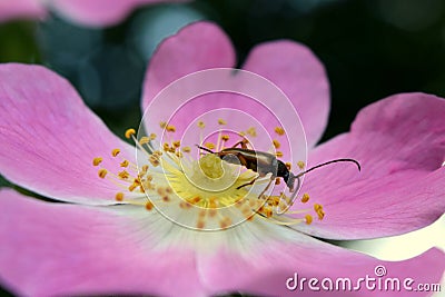 Beetle on a flower of rosehip Stock Photo