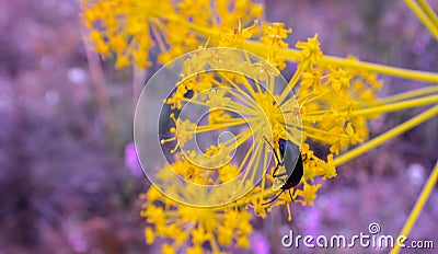 Beetle flower yellow spring violet Stock Photo