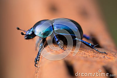 Beetle Stock Photo