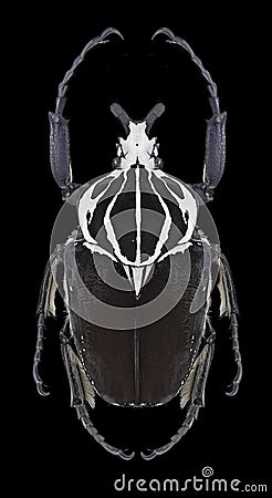 Beetle Goliathus goliathus Stock Photo