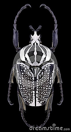 Beetle Goliathus orientalis Stock Photo