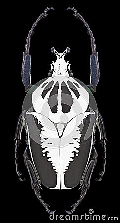 Beetle Goliathus regius Stock Photo