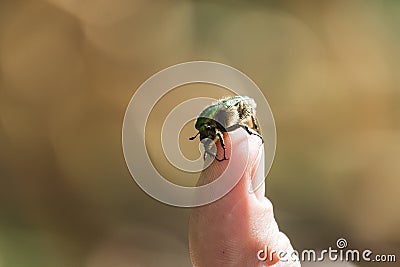 Beetle green rose chafer sits on a human finger Stock Photo